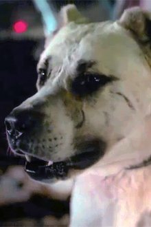 Çakır profile picture