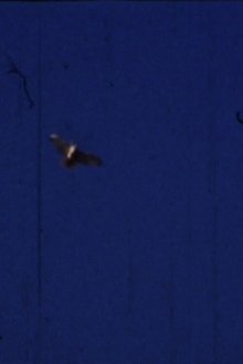 Flying Fish movie poster