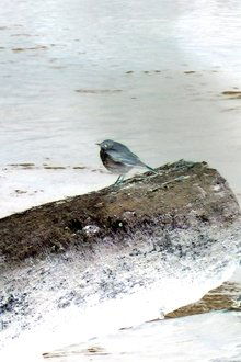 Hermit Thrush profile picture
