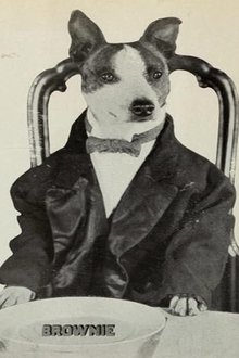 Brownie the Wonder Dog profile picture