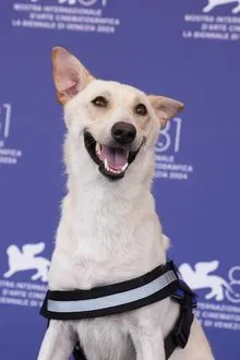 Rambo profile picture