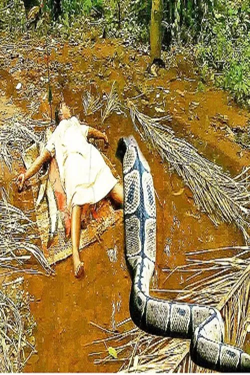 Black Forest 2 movie poster