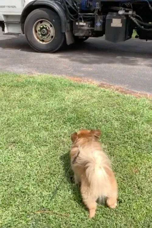 Hal McGee's July 2020 Movie movie poster