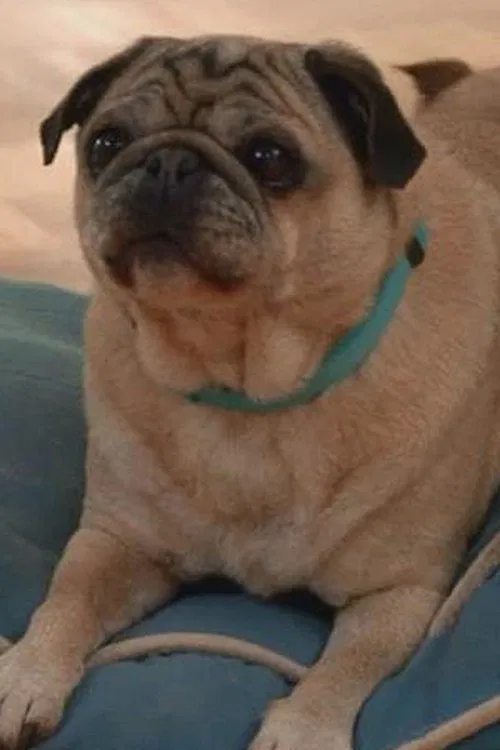 Foto de perfil de Lola