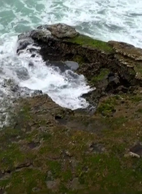 For The Birds movie poster