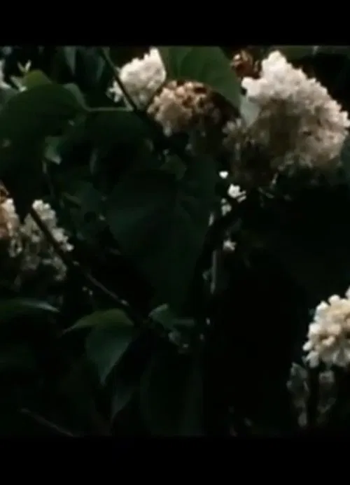 Le bruit du temps, Messaoud movie poster