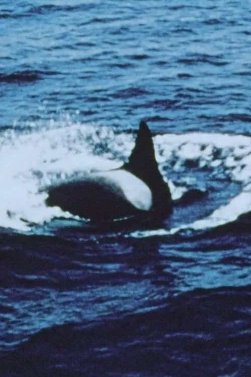 Cold Holy Water movie poster