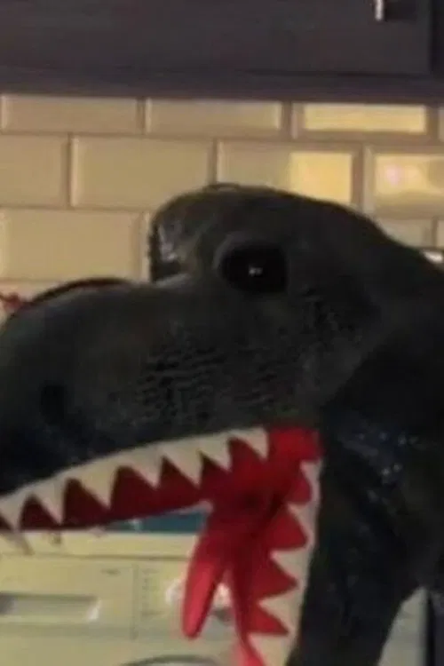 Ted Roulstone profile picture