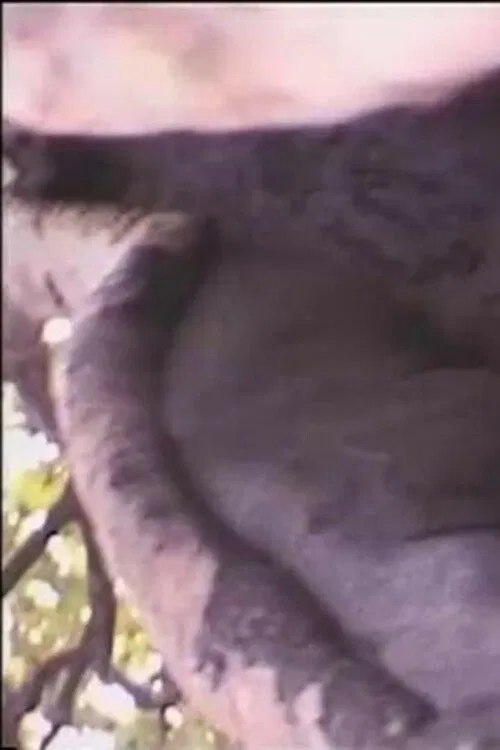 Béton armé contre dame nature movie poster