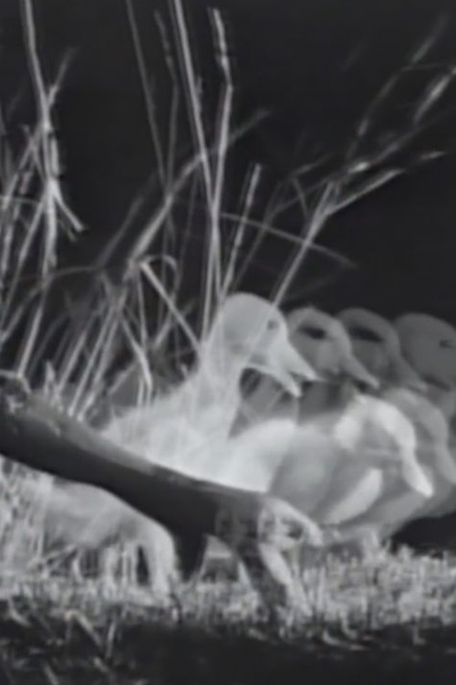 Night on the Riverbank movie poster