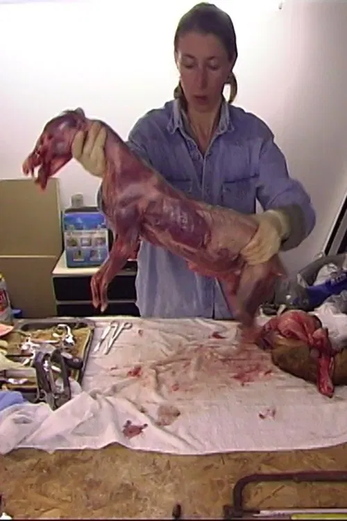 Poster do filme The Reynard Diary