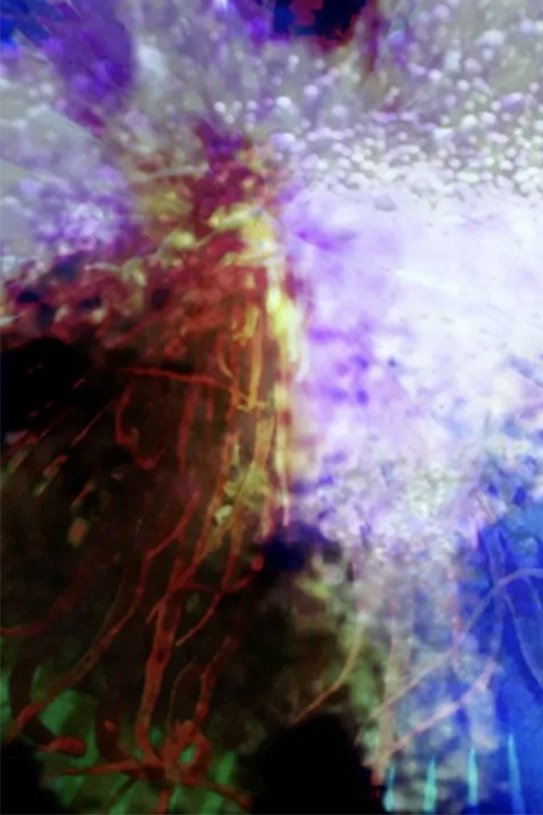 Sentimiento océanico movie poster