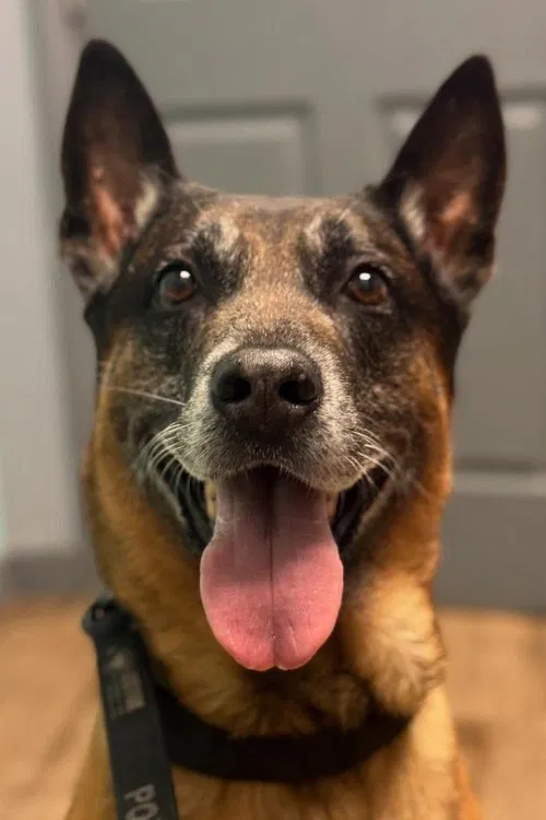 Bragi profile picture