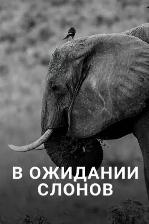 En attendant les éléphants movie poster