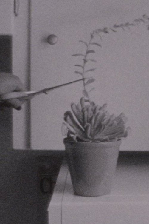 No Backsies movie poster