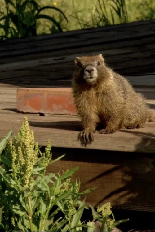 The Study Of Groundhogs: A Real Life Look At Marmots movie poster