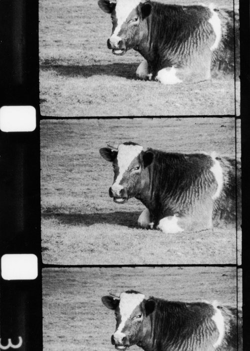 La Vache qui rumine movie poster