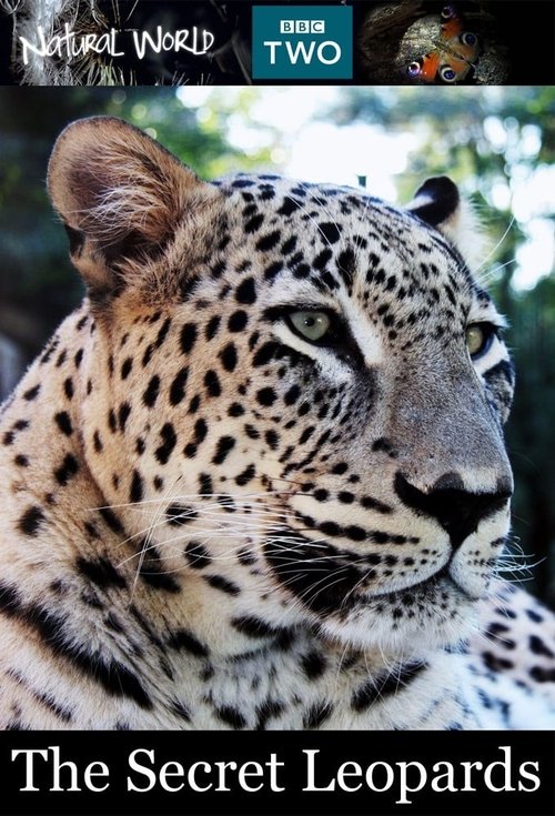 The Secret Leopards movie poster
