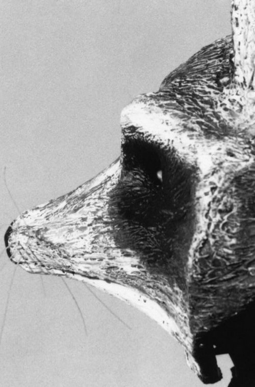 Poster do filme Le raton