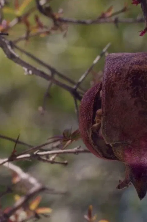 The House with the Pomegranates movie poster