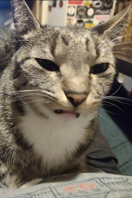 Pierogi profile picture
