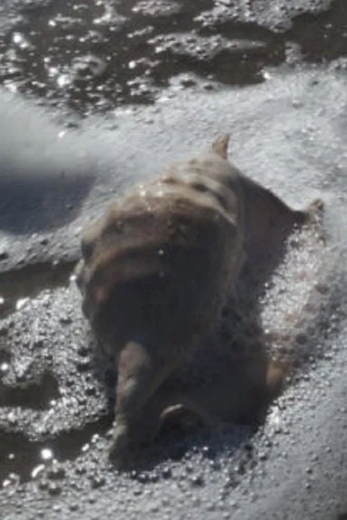 re-c(O)unting I. self-exploring bodies, stories, laboratories movie poster