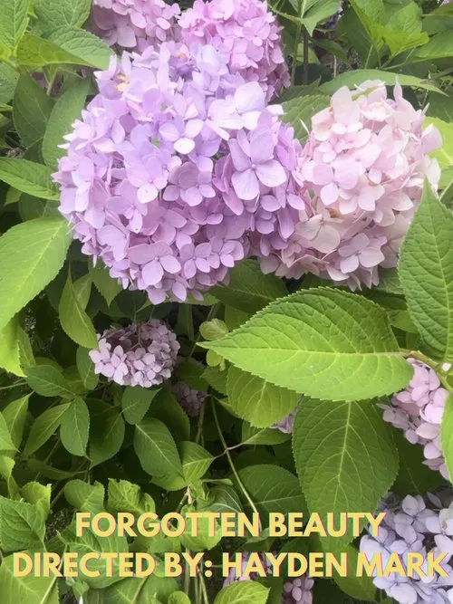 Forgotten Beauty movie poster