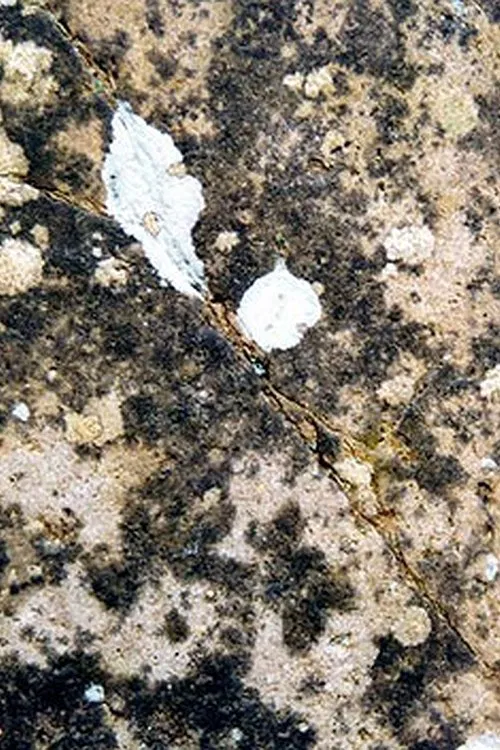 Metamorphose Works No.2 movie poster