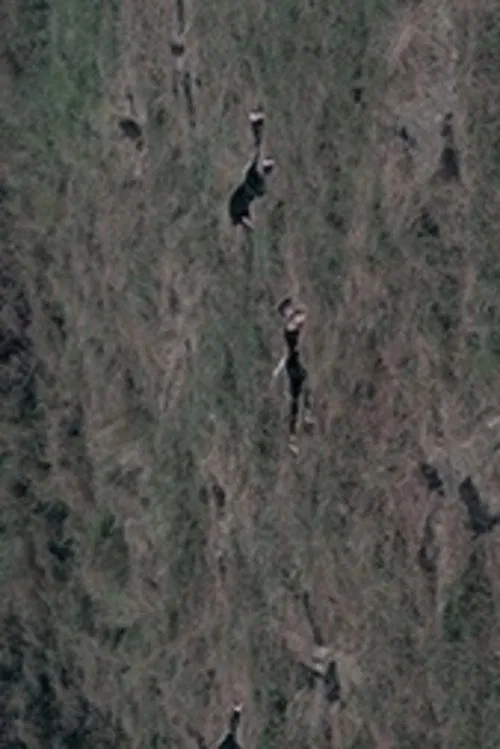 Memorial movie poster