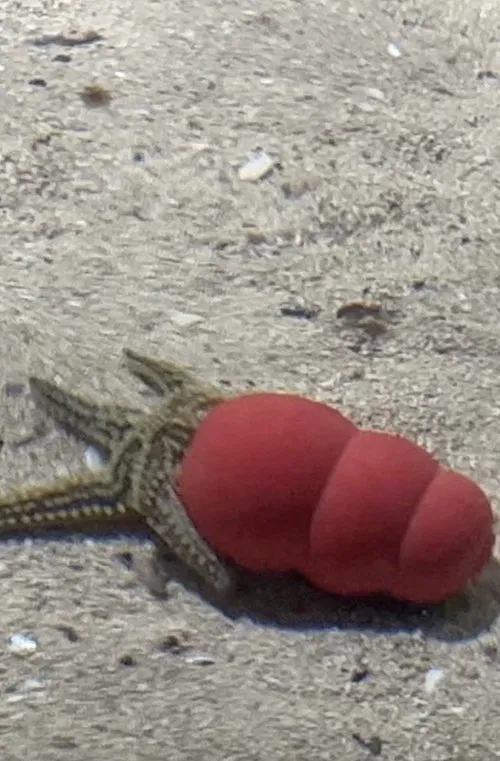 Atlantaquaria movie poster