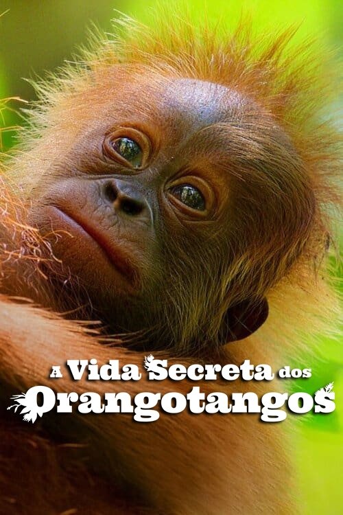 Poster do filme A Vida Secreta dos Orangotangos