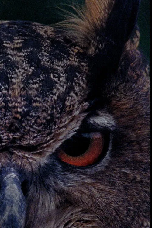 B for Bartleby movie poster