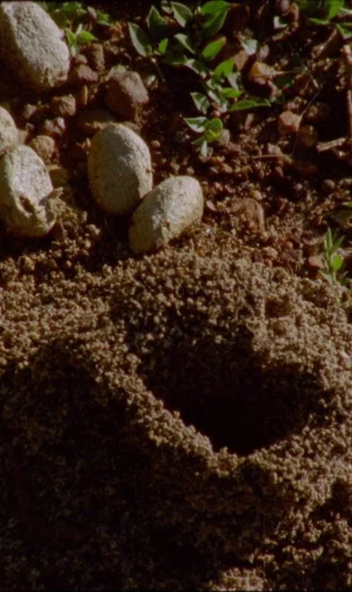 Y Bera : Aguas de Luz movie poster