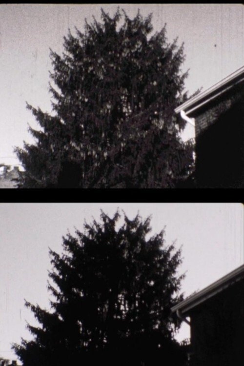 43 street Treelapse movie poster