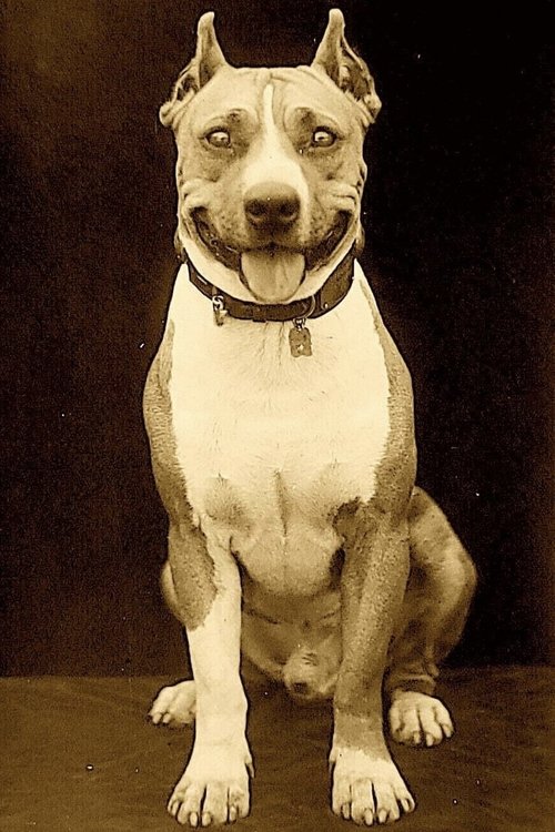 Luke the Dog profile picture