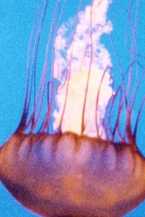 Wind/Water/Wings movie poster