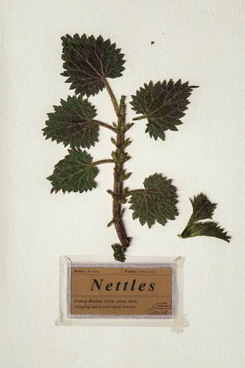 Nettles movie poster