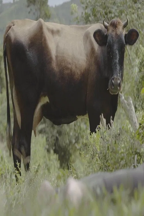 La josca movie poster