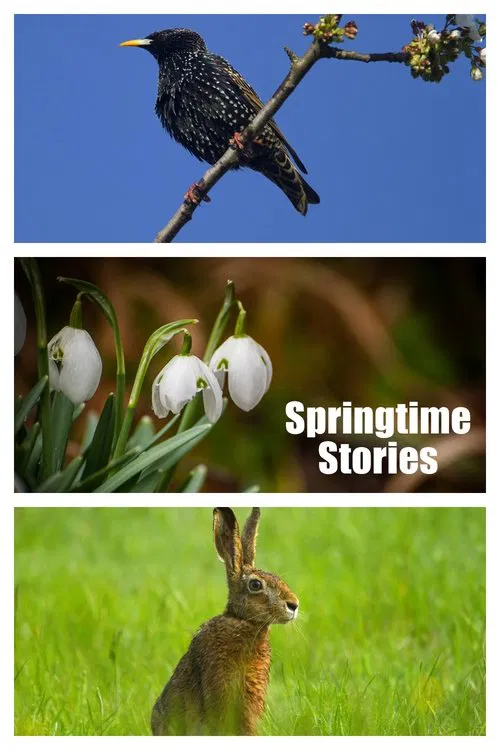 Springtime Stories movie poster