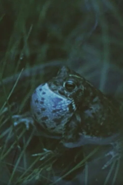 Vicious Animal movie poster