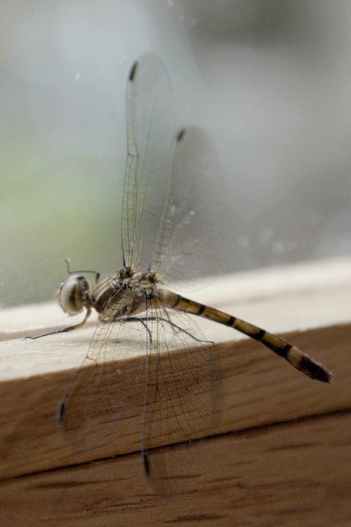 Fragments movie poster