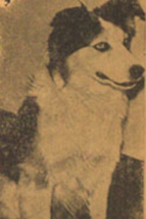 Tuffy profile picture