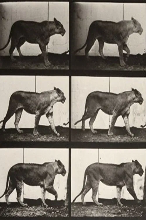 Lioness Walking movie poster