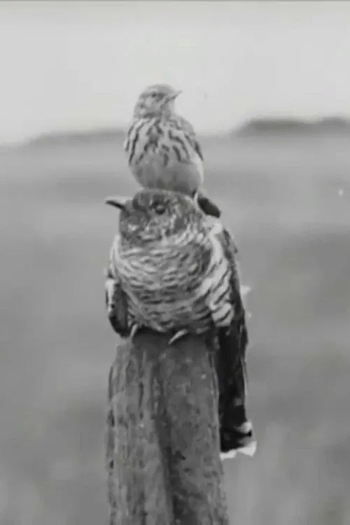 The Cuckoo's Secret movie poster