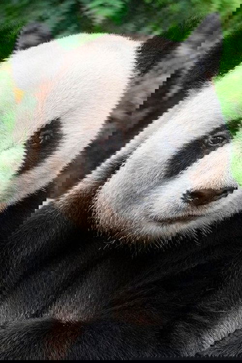 Le Bao profile picture