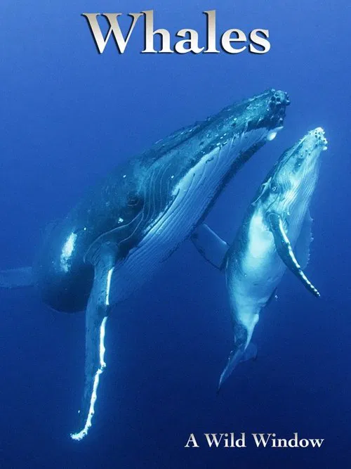 Poster do filme Wild Window: Whales