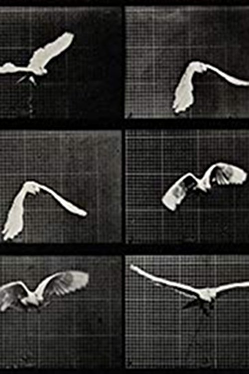 Cockatoo Flying movie poster