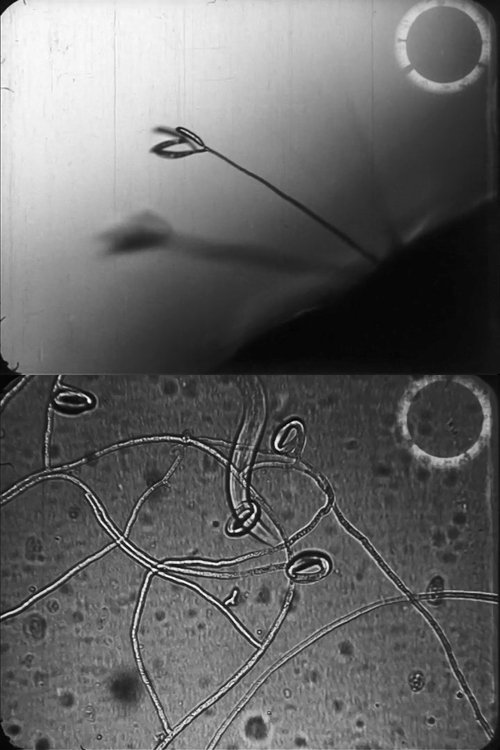 Predacious fungi movie poster