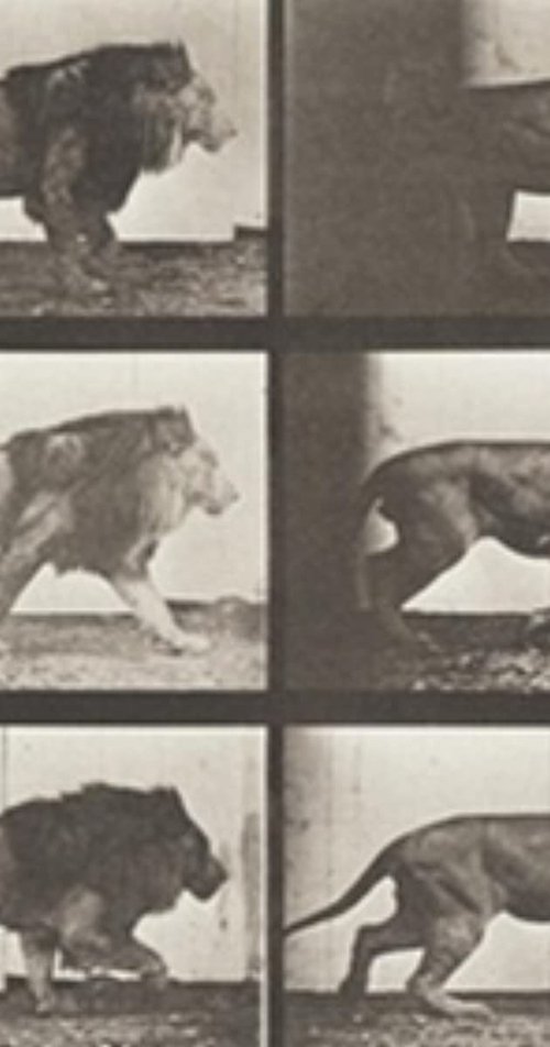 Lion Walking movie poster