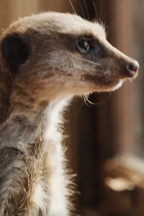 Elvis the Meerkat profile picture